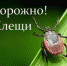 Осторожно! В Ивановской области активизировались клещи - Городской округ Вичуга