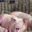 АФРИКАНСКАЯ ЧУМА СВИНЕЙ: ПОЧЕМУ ЭТО ОПАСНО И ЧТО ДЕЛАТЬ - Вичугские новости